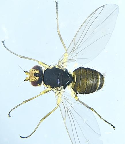 Réf. 318 460 : Phytomyza rufipes